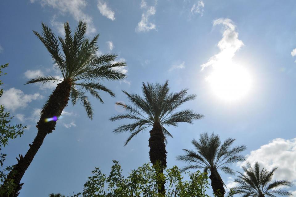 Photo of palm trees below the valley sun
