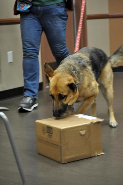 Dog sniffing a box