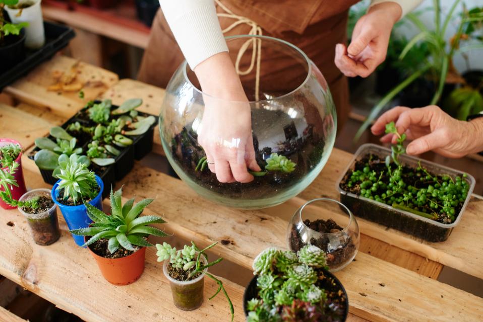 Terrarium Creations