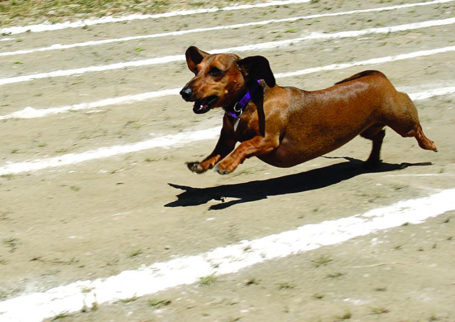 Wiener Dog Race