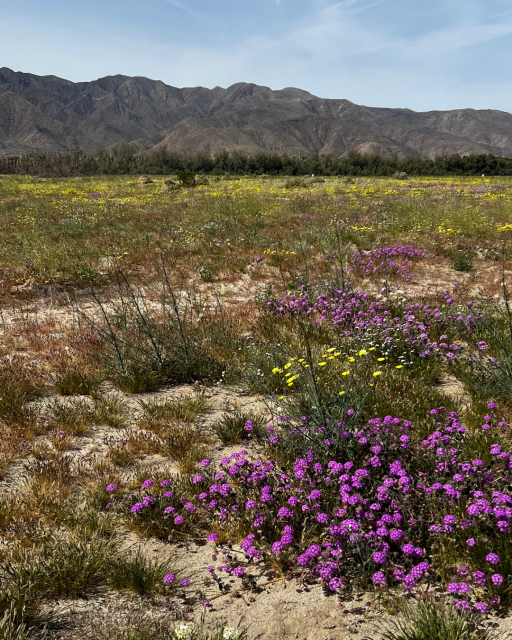 Photo of mountain and purple wildflowers